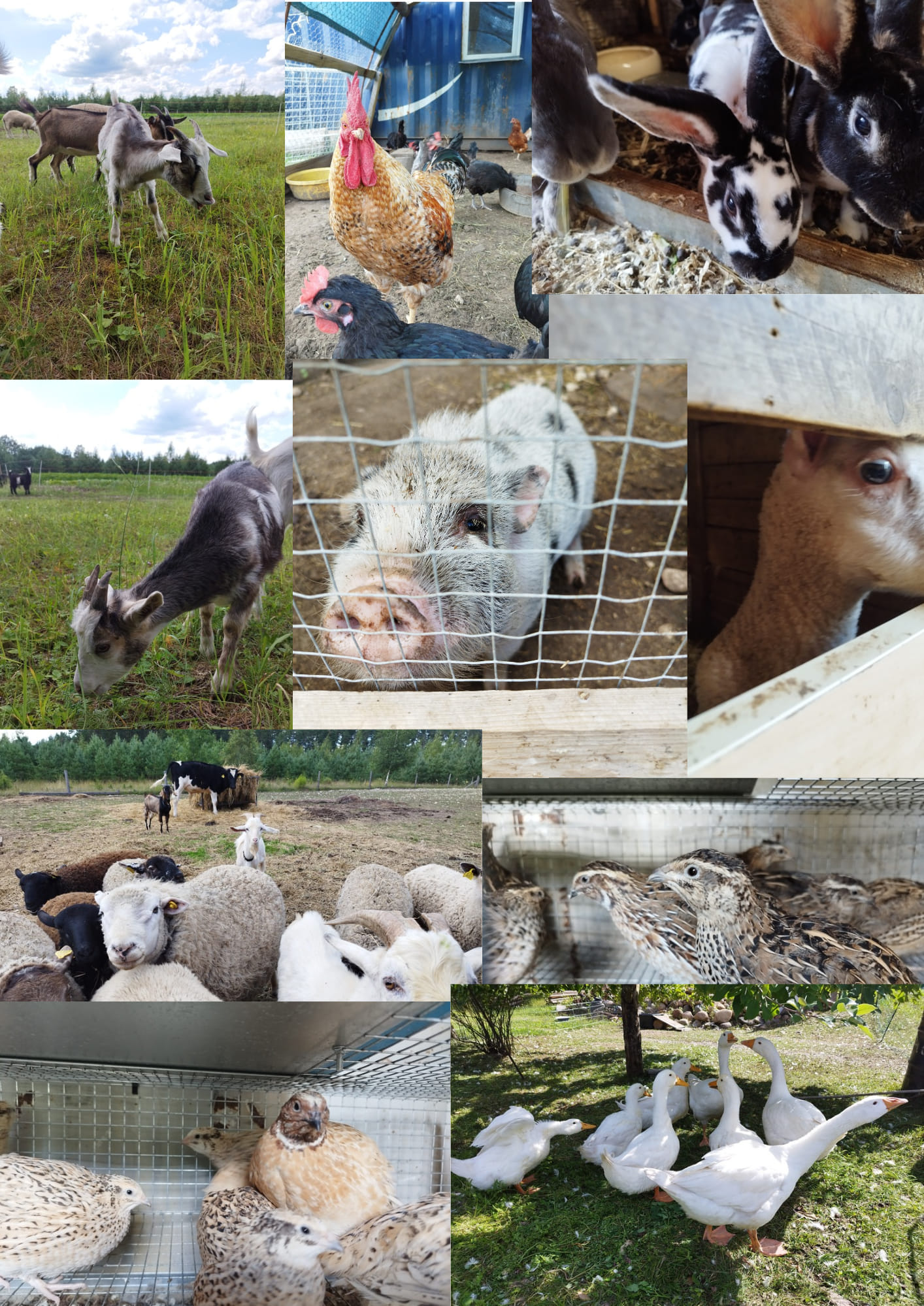 Open doors in our farmyard Open doors in our farmyard